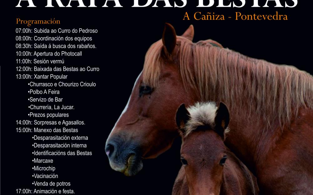Curro do Pedroso - Rapa das Bestas 2023. A Cañiza 6 de agosto de 2023