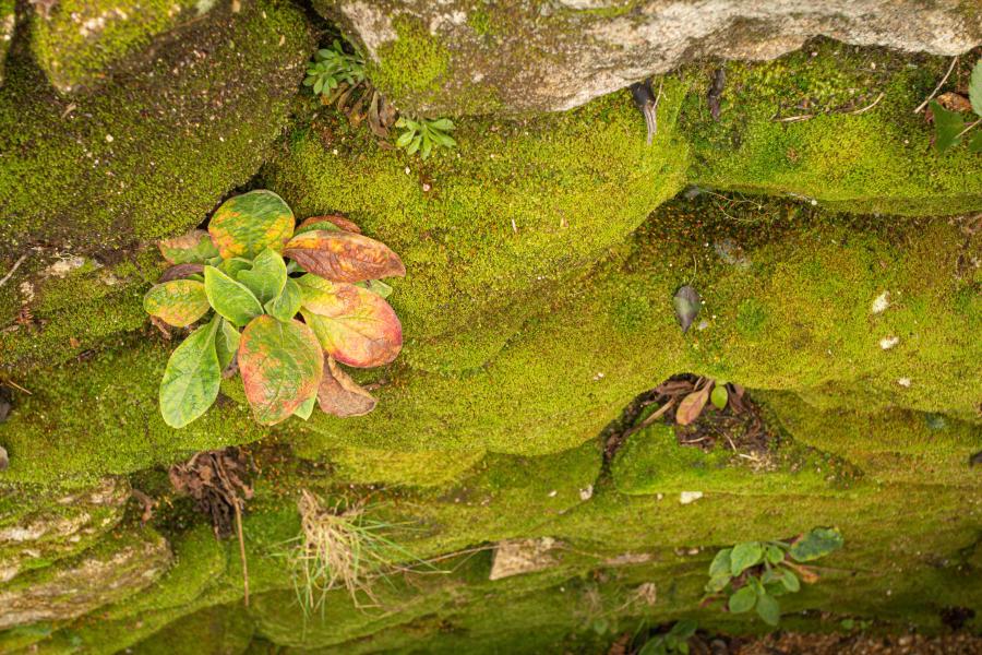 Neveira dos Frades